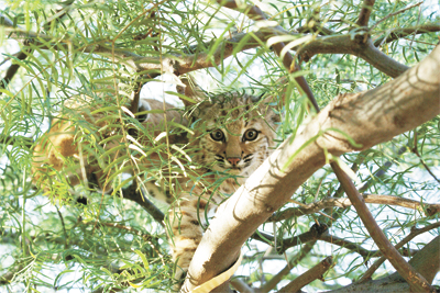 baby bobcat in tree